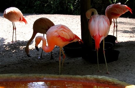 Chilean flamingoes eating, drinking, and preening
