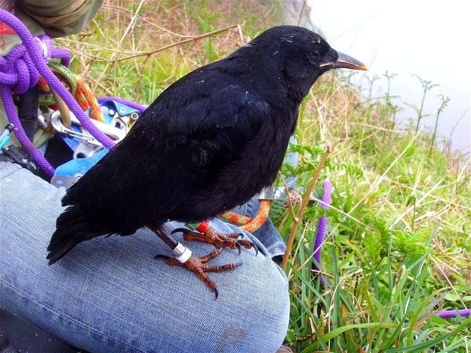 Baguage d'un poussin de crave à bec rouge (Pyrrhocorax pyrrhocorax), Goulien, Finistère, Bretagne, France