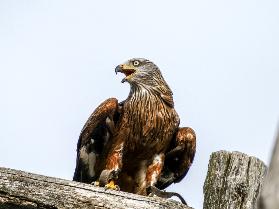 Raptor nature animal