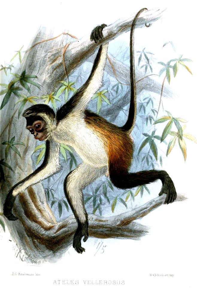 Ateles vellerosus = Ateles geoffroyi vellerosus