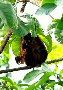 Nicaraguan spider monkey