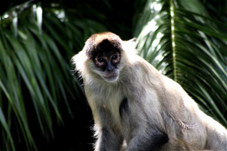 Spider Monkey, Auckland Zoo