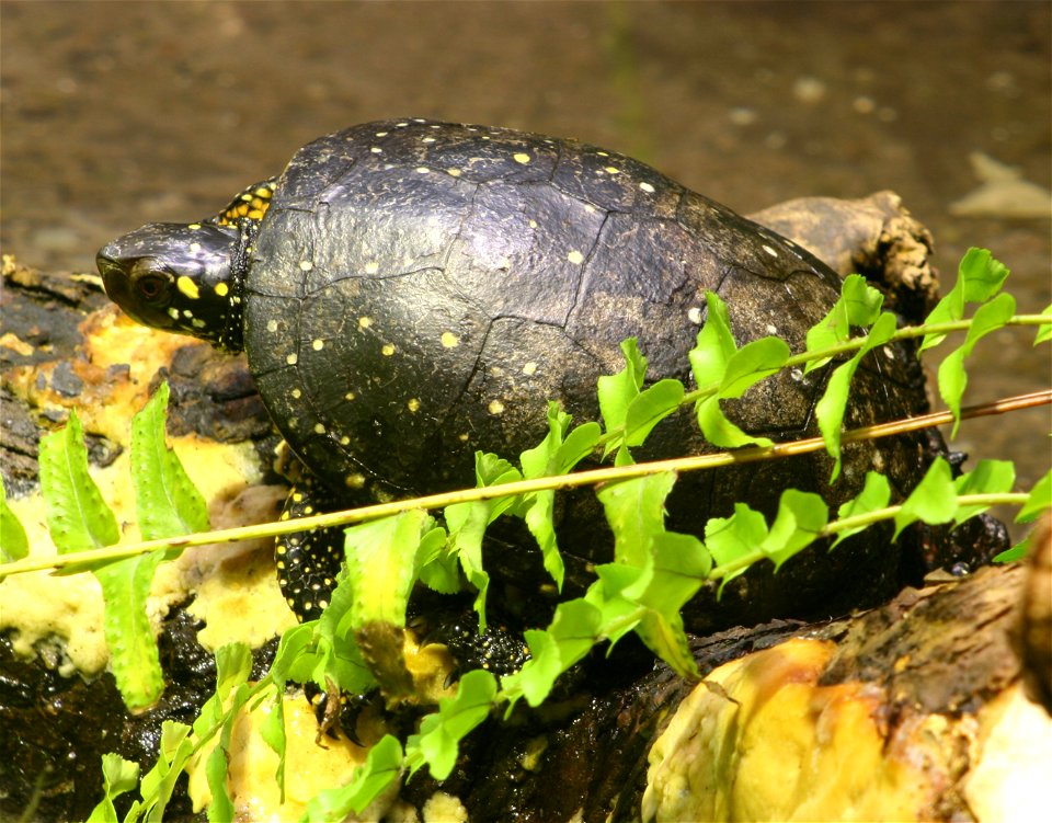 Spotted Turtle (Clemmys guttata) at the Buffalo Zoo