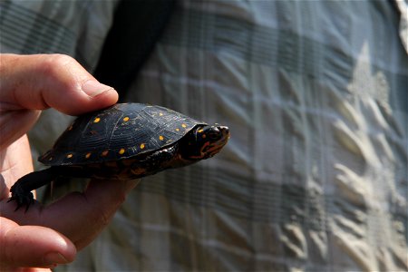 Description: Shells are black with small yellow spots and adults reach 4 – 5“ in length. Males have black or tan chins and yellow eyes, while females have yellow chins and orange eyes. Skin on the hea