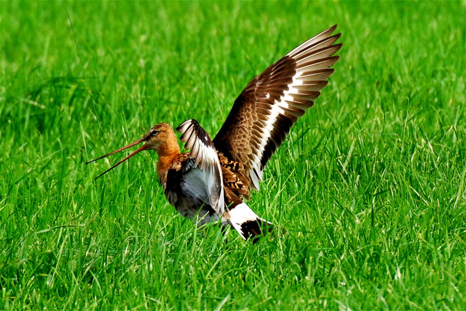 Displaying Black-tailed Godwit
