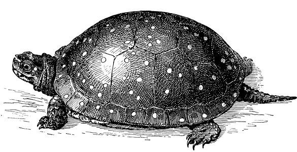 Spotted Turtle from The turtles, snakes, frogs and other reptiles and amphibians of New England and the north