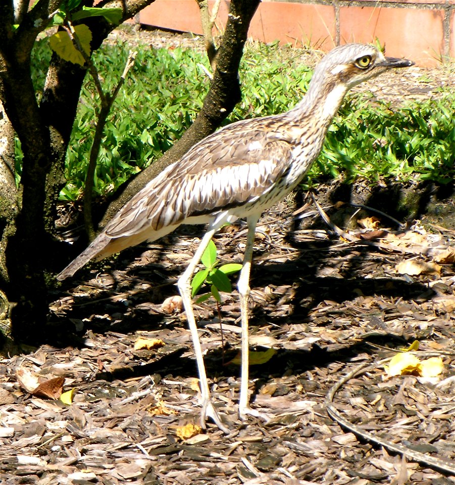 Bush Stone-curlew found on South Molle Island, Queensland, Australia