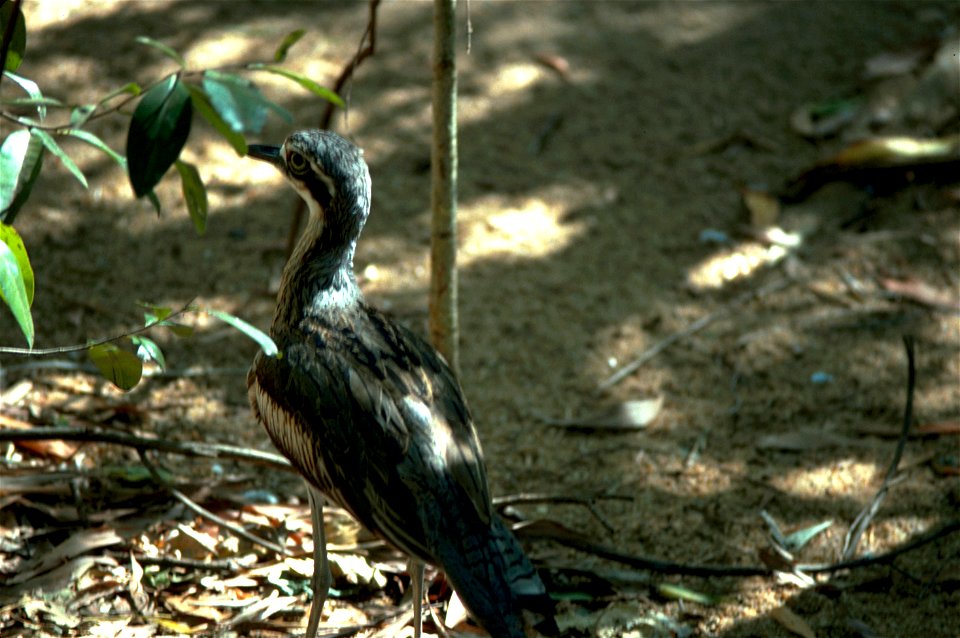 Bush Stone-curlew  Burhinus grallarius.