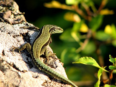 Green lizard taking a sun bath
