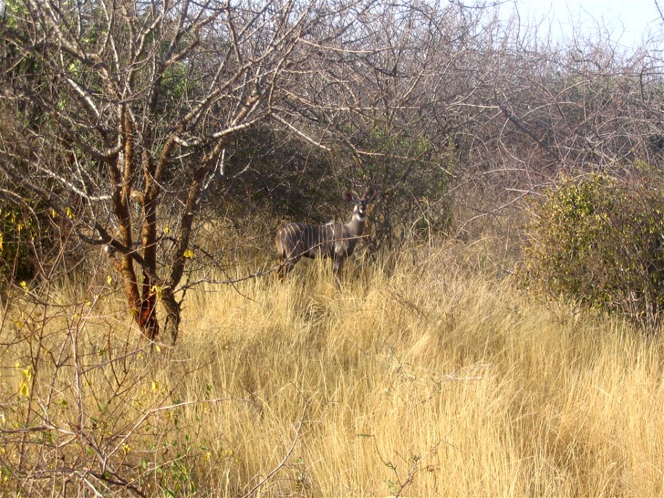 Tragelaphus imberbis australis (Southern Lesser Kudu) male in Tsavo West National Park, Kenya. The male sex can be identified by the grey colour of individuals.