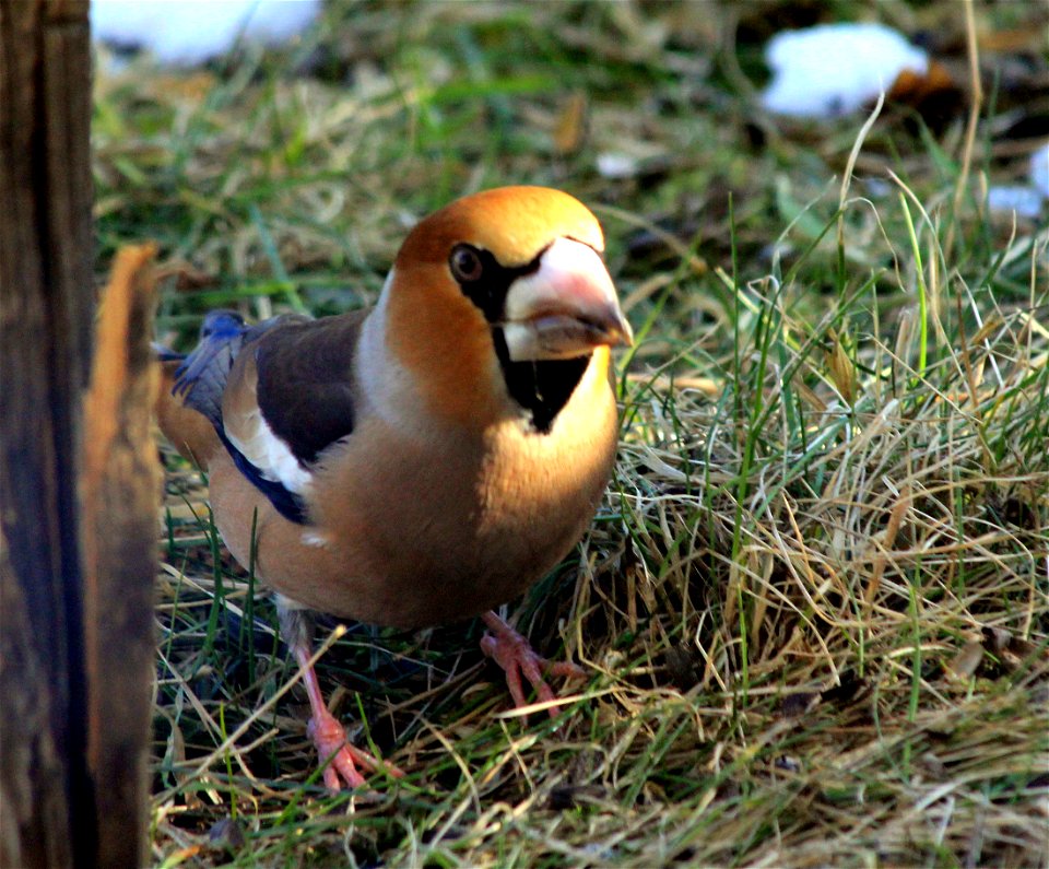 Hawfinch (Coccothraustes coccothraustes) under birthfeeder in Jaroměř, Czech Republic