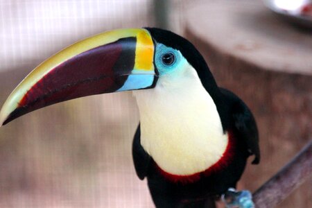 Ramphastos tucanus feathered race living nature