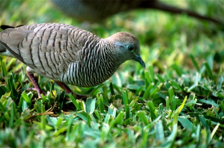 Geopelia striata NBII photo