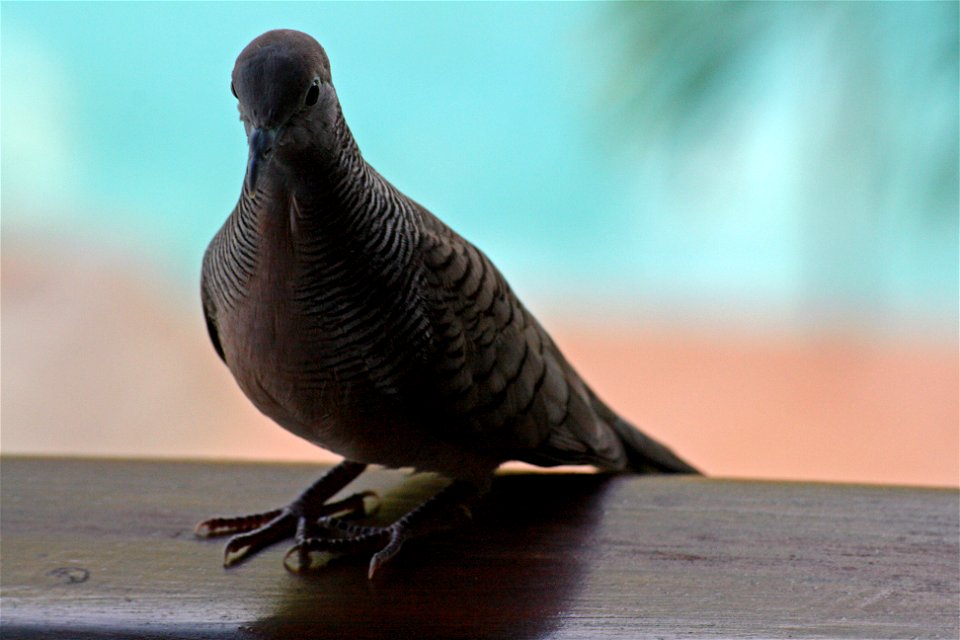 Geopelia striata ("Zebra dove") on Praslin island on the Seychelles