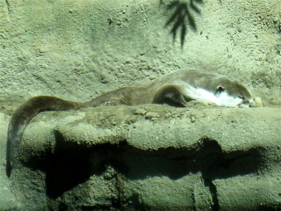 Cape clawless otter at the Toledo Zoo, in Ohio state, United States