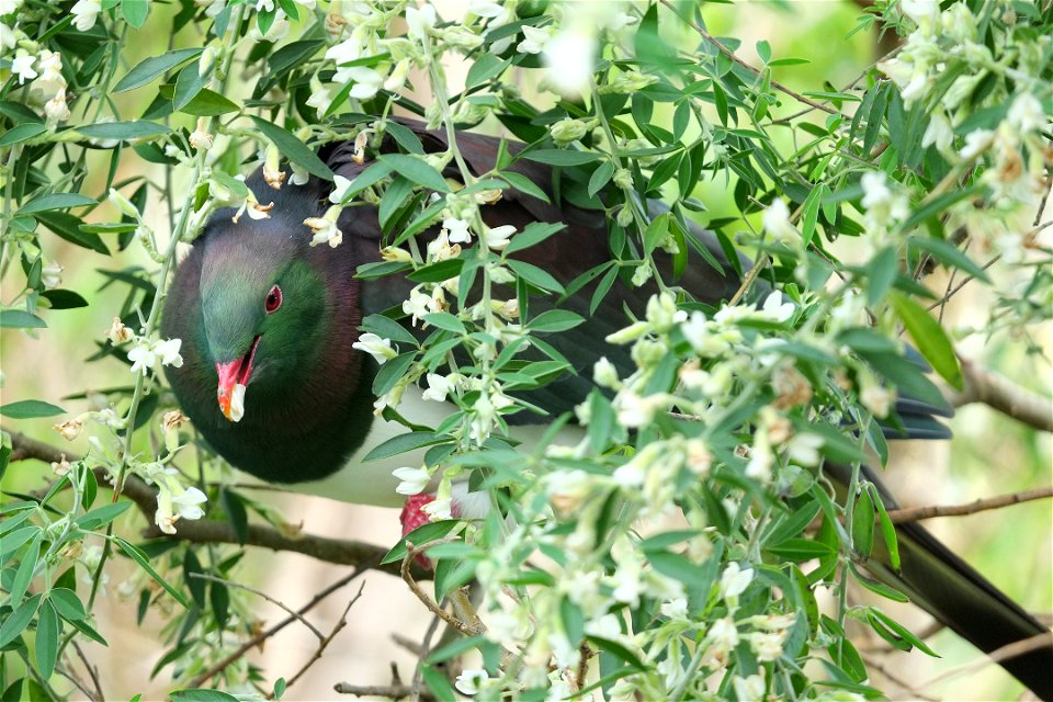Kererū amongst tree lucerne leaves and flowers, eating a tree lucerne flower (one of few plants flowering in winter in New Zealand)