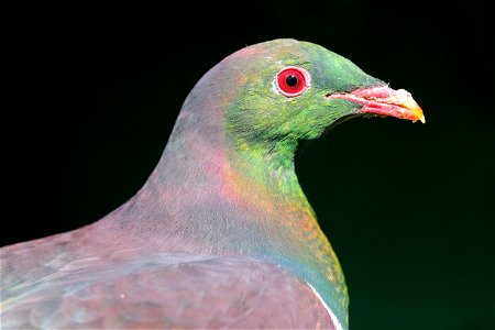 Sunlit kereru head in front of dark background