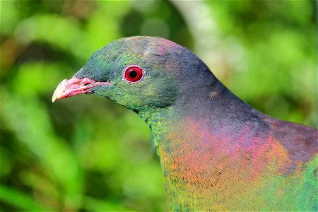 Kereru head in front of foliage in the sunlight, showing the iridescent colors of its neck feathers photo