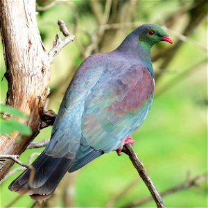 Kererū on a branch, facing away and turning its head to look back photo