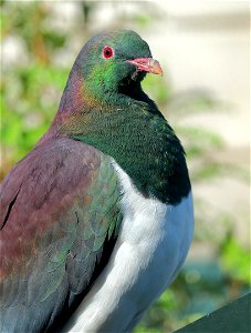Kereru sitting close-up in the sunlight, showing the iridescent colors of its plumage photo