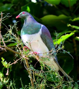Kererū perched on kōwhai at Otari Native Botanic Garden