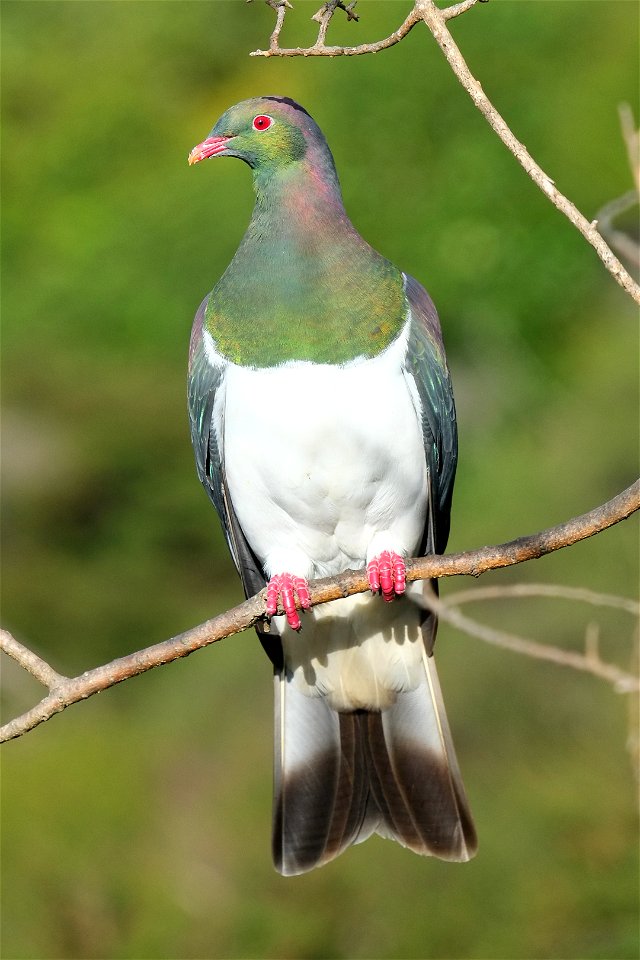 Kererū perched upright on a thin branch in the sunlight, stretching its neck and showing its white breast in full