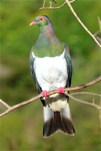 Kererū perched upright on a thin branch in the sunlight, stretching its neck and showing its white breast in full photo