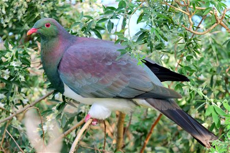Kererū sitting in flowering tree lucerne, from the side