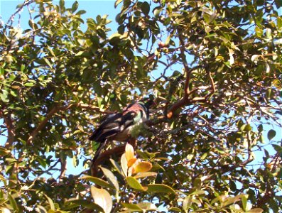 Kererū in guava tree photo