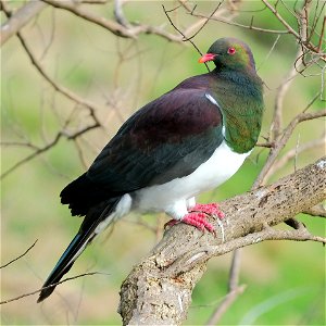Kererū standing on a branch from the side, looking back photo