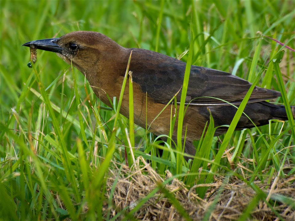A female Boat-tailed Grackle picking a grub out of the grass.Photo taken with an Olympus E-5 in Myakka River State Park, FL, USA.Cropping and post-processing performed with Adobe Lightroom.