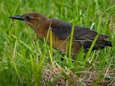 A female Boat-tailed Grackle picking a grub out of the grass.Photo taken with an Olympus E-5 in Myakka River State Park, FL, USA.Cropping and post-processing performed with Adobe Lightroom. photo