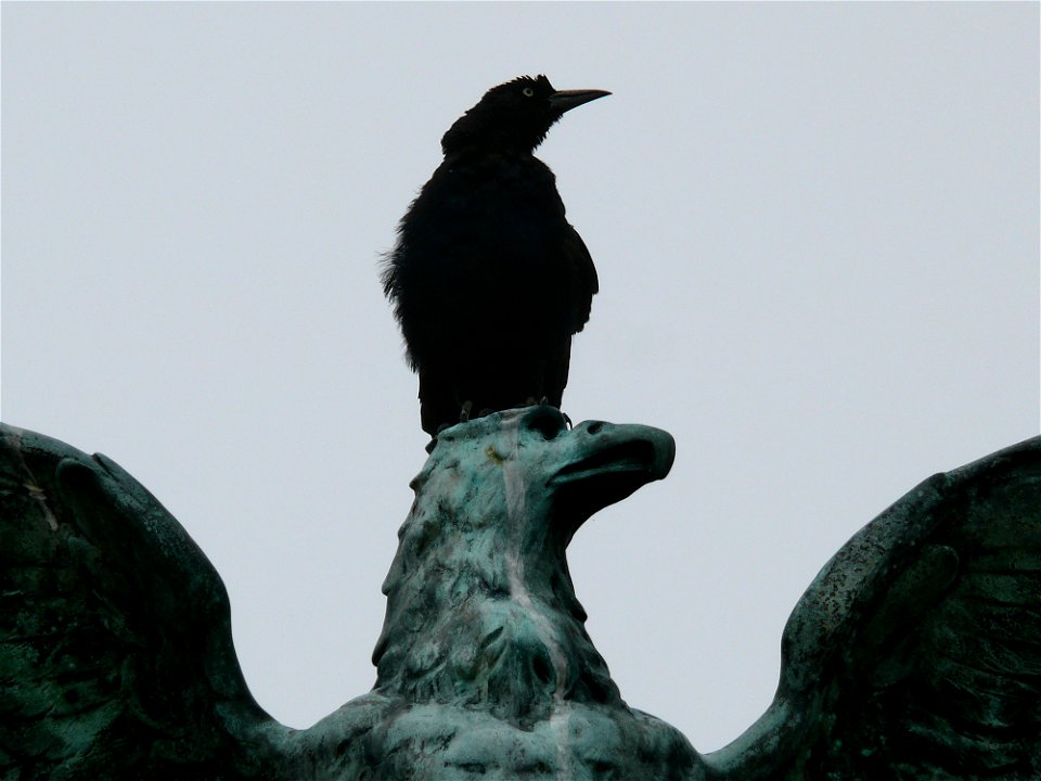 A Boat-tailed Grackle (Quiscalus major) with high aspirations.Photo taken with a Panasonic Lumix DMC-FZ50 in New Hanover County, NC, USA.