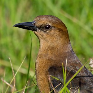 Close-up of a female Boat-tailed Grackle.Photo taken with an Olympus E-5 in Myakka River State Park, FL, USA.Cropping and post-processing performed with Adobe Lightroom. photo