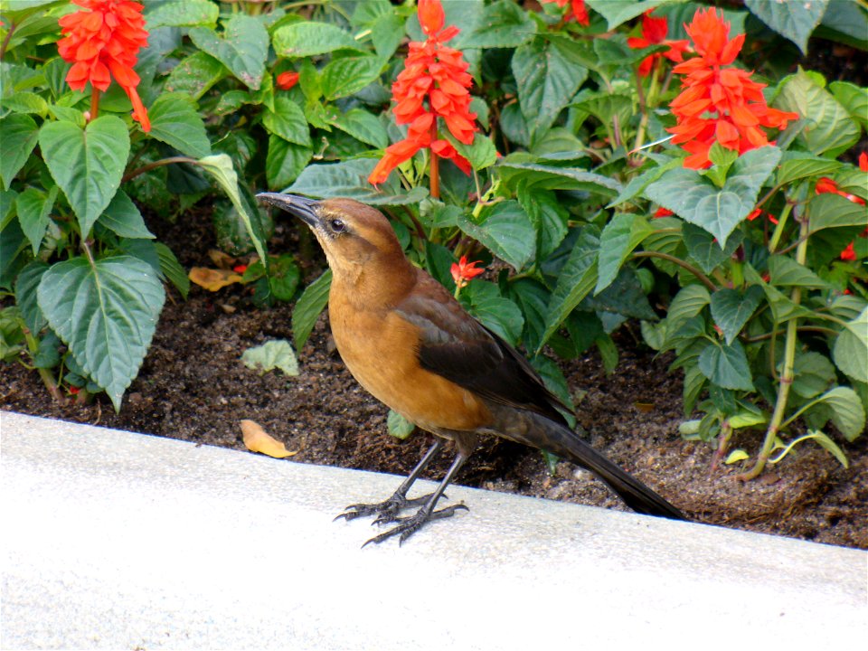 I am the originator of this photo. I hold the copyright. I release it to the public domain. This photo depicts a female Boat-tailed Grackle Quiscalus major.