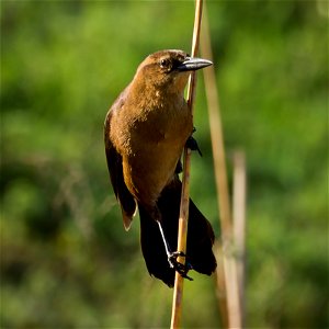 A female Boat-tailed Grackle clings to a reed.Photo taken with an Olympus E-5 in Myakka River State Park, FL, USA.Cropping and post-processing performed with Adobe Lightroom. photo