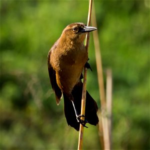 A female Boat-tailed Grackle clings to a reed.Photo taken with an Olympus E-5 in Myakka River State Park, FL, USA.Cropping and post-processing performed with Adobe Lightroom.