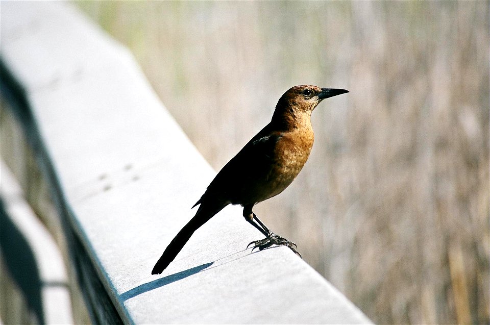 Grackle (Female), NPSPhoto, D.Harris
