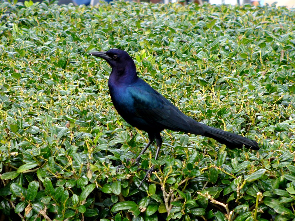 I am the originator of this photo. I hold the copyright. I release it to the public domain. This photo depicts an adult male Boat-tailed Grackle (Quiscalus major), of one of the brown-eyed subspecies,