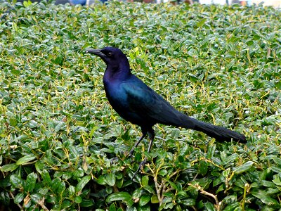 I am the originator of this photo. I hold the copyright. I release it to the public domain. This photo depicts an adult male Boat-tailed Grackle (Quiscalus major), of one of the brown-eyed subspecies,