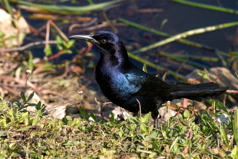 Grackle, NPSPhoto, R. Cammauf