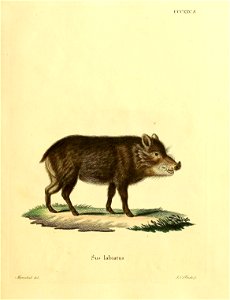 cccxxv:^. 
Sxis lalDiatus. 
zreo/ia/ i^&i'. 

J.C.Socl/,,