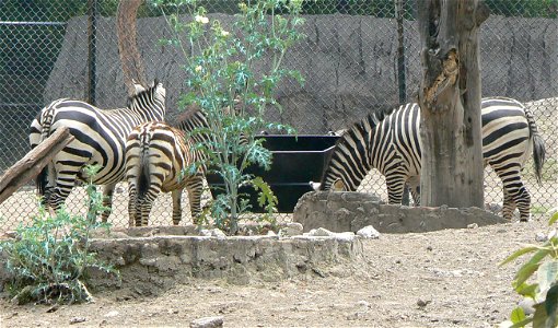 Equus quagga boehmi(grant zebra) at the zoo in mexico city