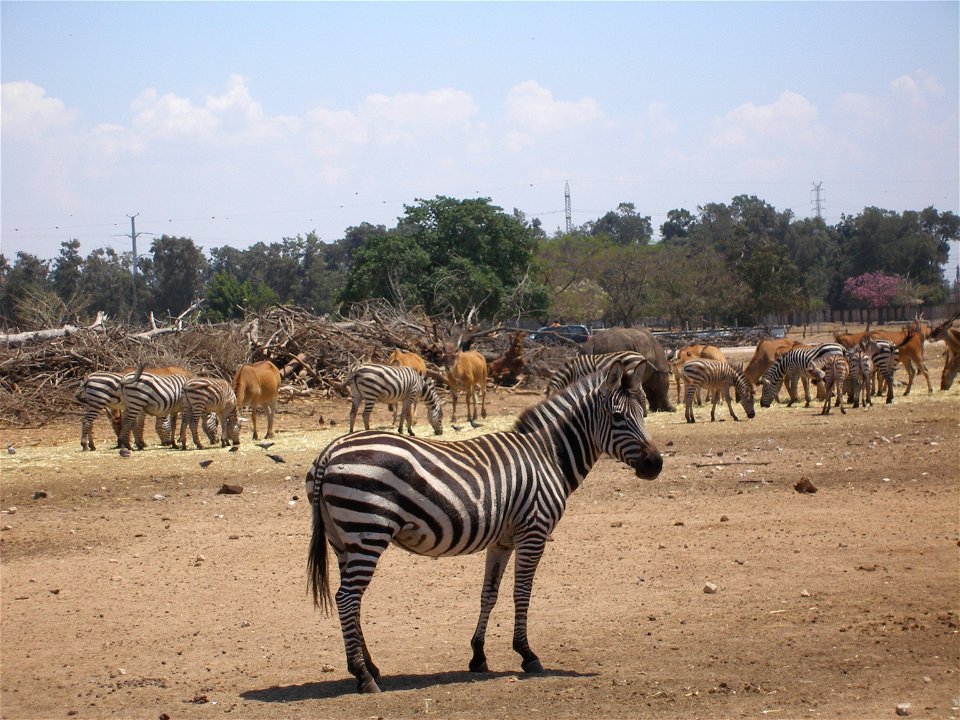 "safari" zooTaken in the Zoological Center of Tel Aviv-Ramat Gan, Israel