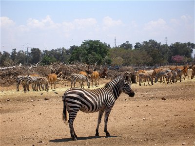 "safari" zooTaken in the Zoological Center of Tel Aviv-Ramat Gan, Israel