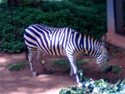 Zebra Enclosure