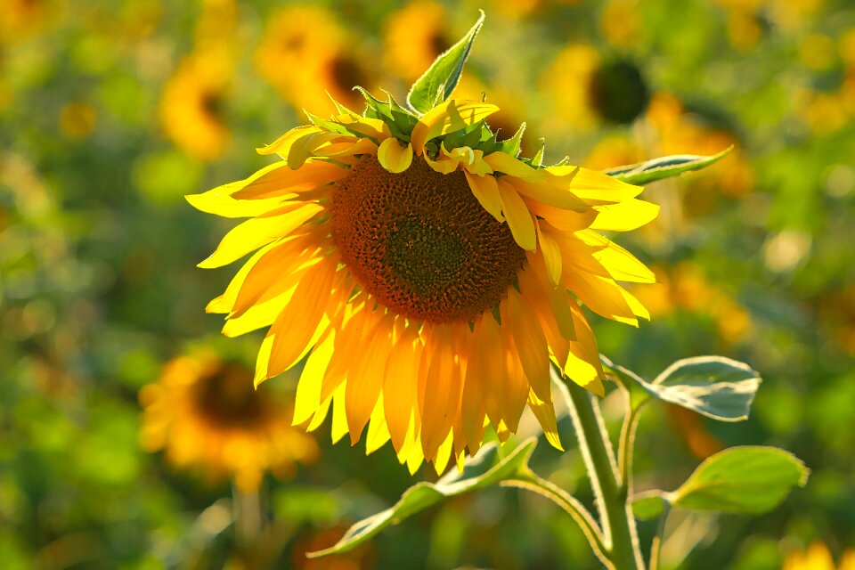 Nature summer flower