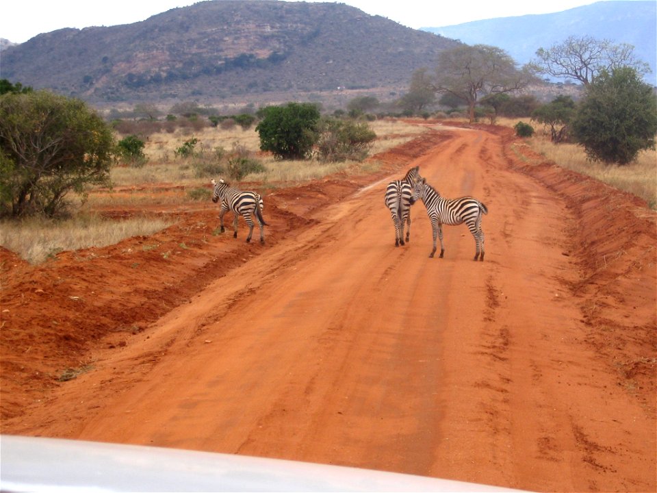 Equus quagga boehmi (Grant's Zebra) group crossing a dirt road in Tsavo East National Park, Kenya.