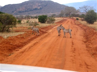 Equus quagga boehmi (Grant's Zebra) group crossing a dirt road in Tsavo East National Park, Kenya. photo
