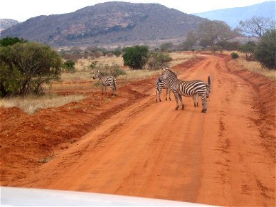 Equus quagga boehmi (Grant's Zebra) group crossing a dirt road in Tsavo East National Park, Kenya.